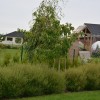 Salix purpurea 'Nana' - Punapaju 'Nana' C5/5L